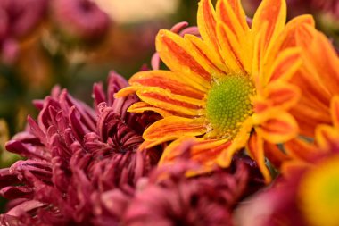 Güzel kasımpatı çiçeklerine yakın dur. 