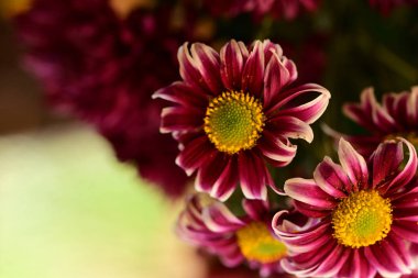 Güzel kasımpatı çiçeklerine yakın dur. 