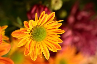 Güzel kasımpatı çiçeklerine yakın dur. 