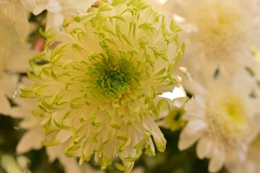 Güzel kasımpatı çiçeklerine yakın dur. 