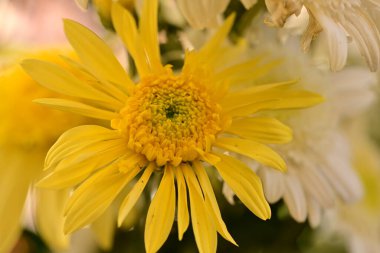 Güzel kasımpatı çiçeklerine yakın dur. 