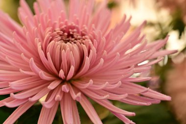 Güzel kasımpatı çiçeğine yaklaş. 