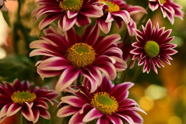 Güzel kasımpatı çiçeklerine yakın dur. 