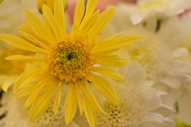 Güzel kasımpatı çiçeklerine yakın dur. 