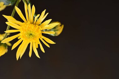 Güzel kasımpatı çiçeklerine yakın dur. 