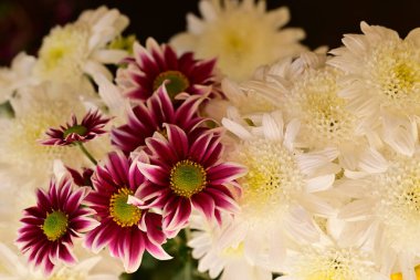 Güzel kasımpatı çiçeklerine yakın dur. 