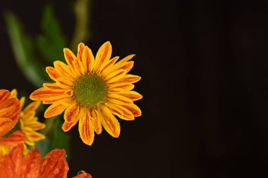 Güzel kasımpatı çiçeklerine yakın dur. 