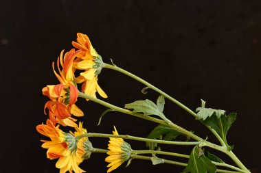 Güzel kasımpatı çiçeklerine yakın dur. 