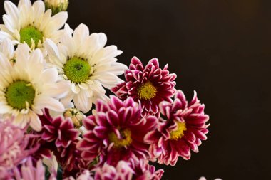 Güzel kasımpatı çiçeklerine yakın dur. 