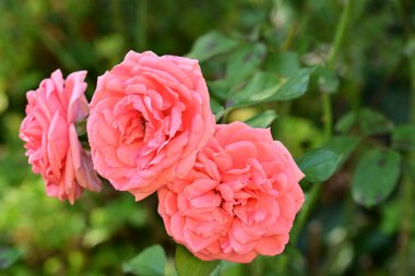 Çok güzel pembe bir çiçeğe yakın.