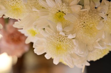 Güzel kasımpatı çiçeklerine yakın dur. 