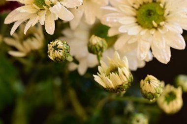 Güzel kasımpatı çiçeklerine yakın dur. 