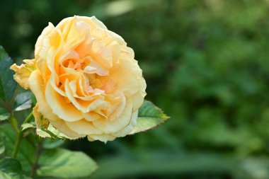 Bahçede güzel bir gül