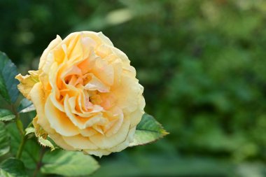 Bahçede güzel bir gül