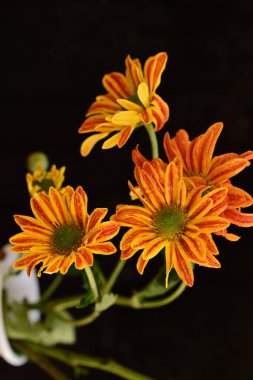 Güzel kasımpatılara, çiçeklere yakın 