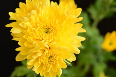 Güzel kasımpatılara, çiçeklere yakın 