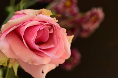 Bahçede güzel bir gül