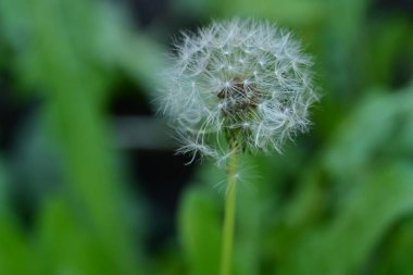 Yeşil çimlerde karahindiba çiçeği