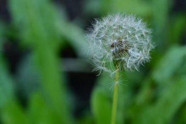 Yeşil çimlerde karahindiba çiçeği
