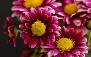 Güzel kasımpatılara, çiçeklere yakın 