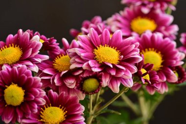 Güzel kasımpatılara, çiçeklere yakın 