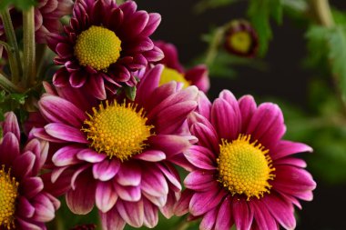 Güzel kasımpatılara, çiçeklere yakın 