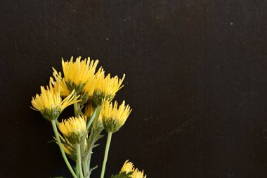 Güzel kasımpatılara, çiçeklere yakın 