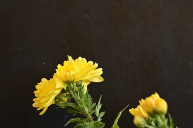 Güzel kasımpatılara, çiçeklere yakın 