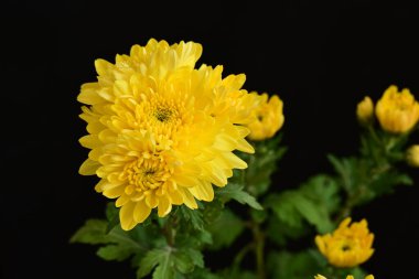 Güzel kasımpatılara, çiçeklere yakın 