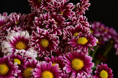 Güzel kasımpatılara, çiçeklere yakın 