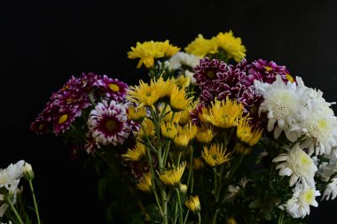 Güzel kasımpatılara, çiçeklere yakın 