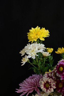 Güzel kasımpatılara, çiçeklere yakın 