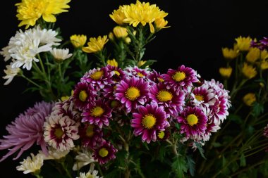 Güzel kasımpatılara, çiçeklere yakın 