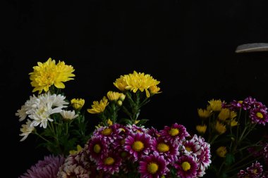 Güzel kasımpatılara, çiçeklere yakın 