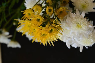 Güzel kasımpatılara, çiçeklere yakın 