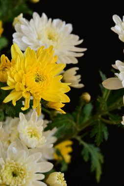 Güzel kasımpatılara, çiçeklere yakın 