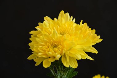 Güzel kasımpatılara, çiçeklere yakın 