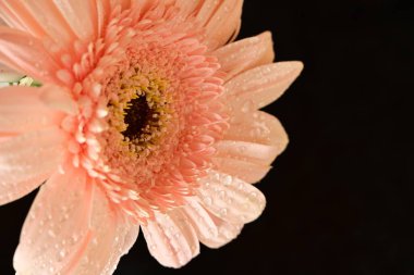 Pembe gerbera çiçeği. Yaklaş, makro manzara.