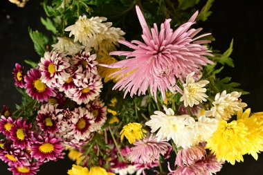 Güzel kasımpatılara, çiçeklere yakın 