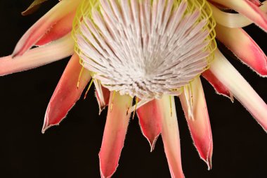 Güzel çiçeklenme çiçek görünümü yakın