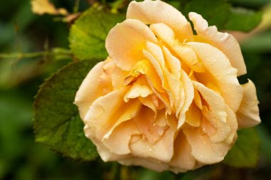 Bahçedeki güzel sarı gül.