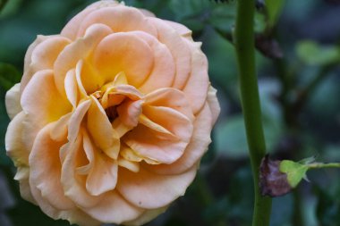 Bahçede güzel bir gül