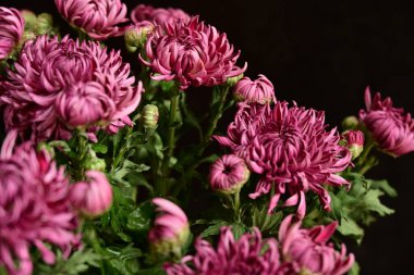 Güzel kasımpatılara, çiçeklere yakın 