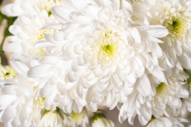 Güzel kasımpatılara, çiçeklere yakın 