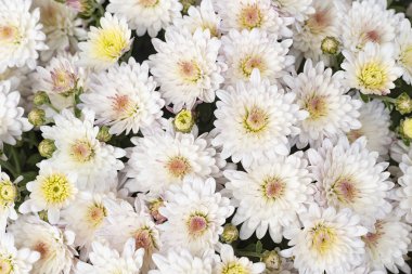 Güzel kasımpatılara, çiçeklere yakın 