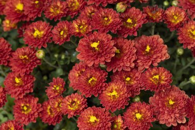 Güzel kasımpatılara, çiçeklere yakın 