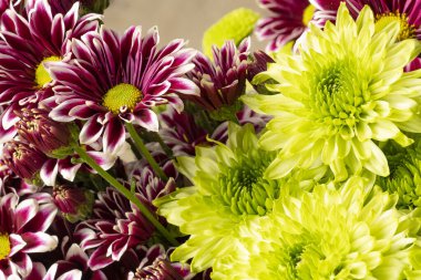 Güzel kasımpatılara, çiçeklere yakın 