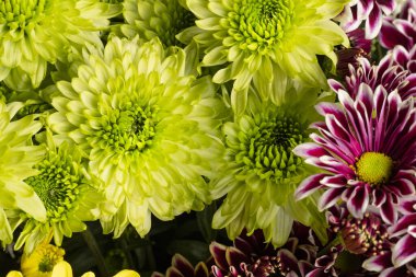 Güzel kasımpatılara, çiçeklere yakın 