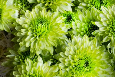 Güzel kasımpatılara, çiçeklere yakın 