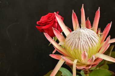 Koyu arkaplanı protea olan güzel kırmızı gül çiçeği.